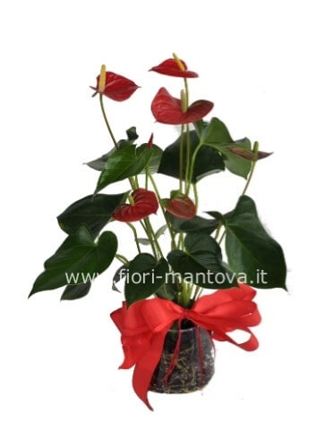 Pianta di anthurium millionflower con cesto