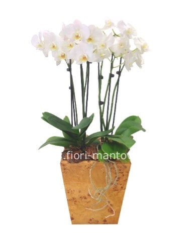 Pianta di phaleonopsis a 2 steli con vaso smaltato