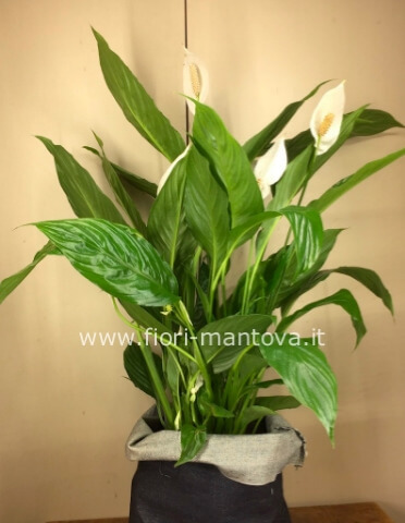 Pianta di Spathifillum v. 17