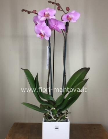 Phalaenopsis bianco o colore diverso 2 rami + iuta sul vaso