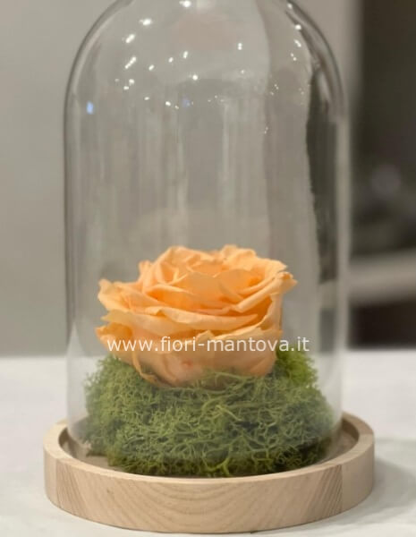 Rosa Stabilizzata in campana di vetro